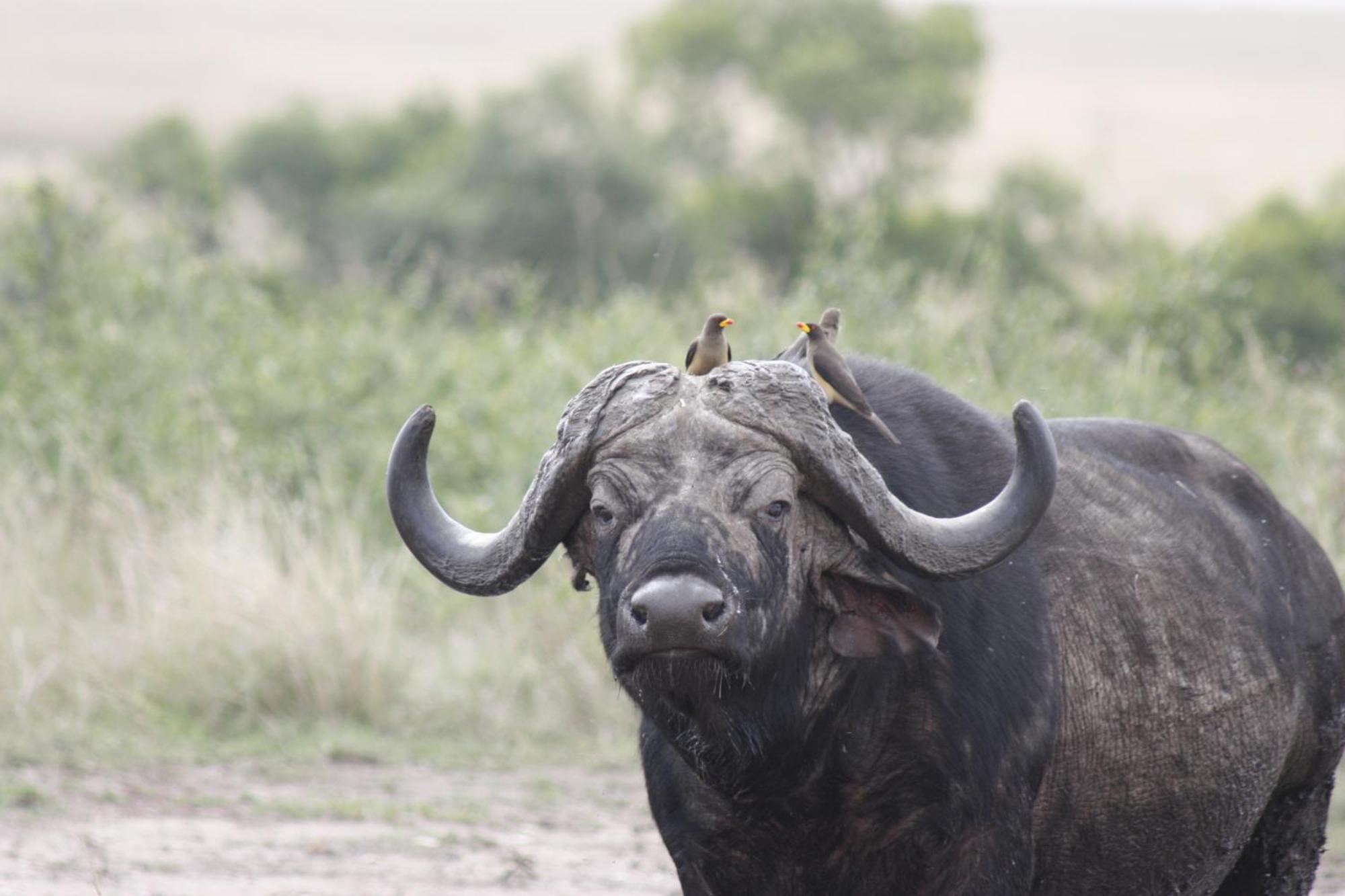 Mara Intrepids Tented Camp Talek Kültér fotó