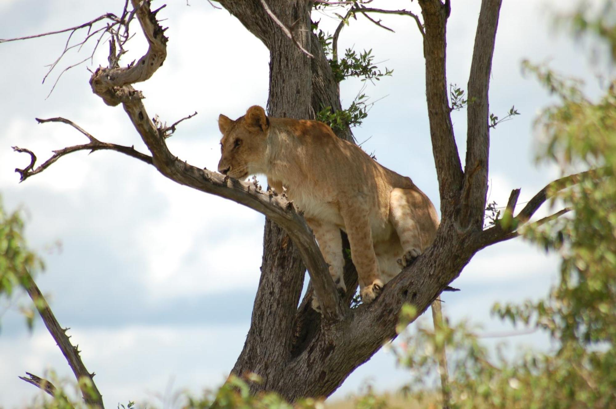 Mara Intrepids Tented Camp Talek Kültér fotó
