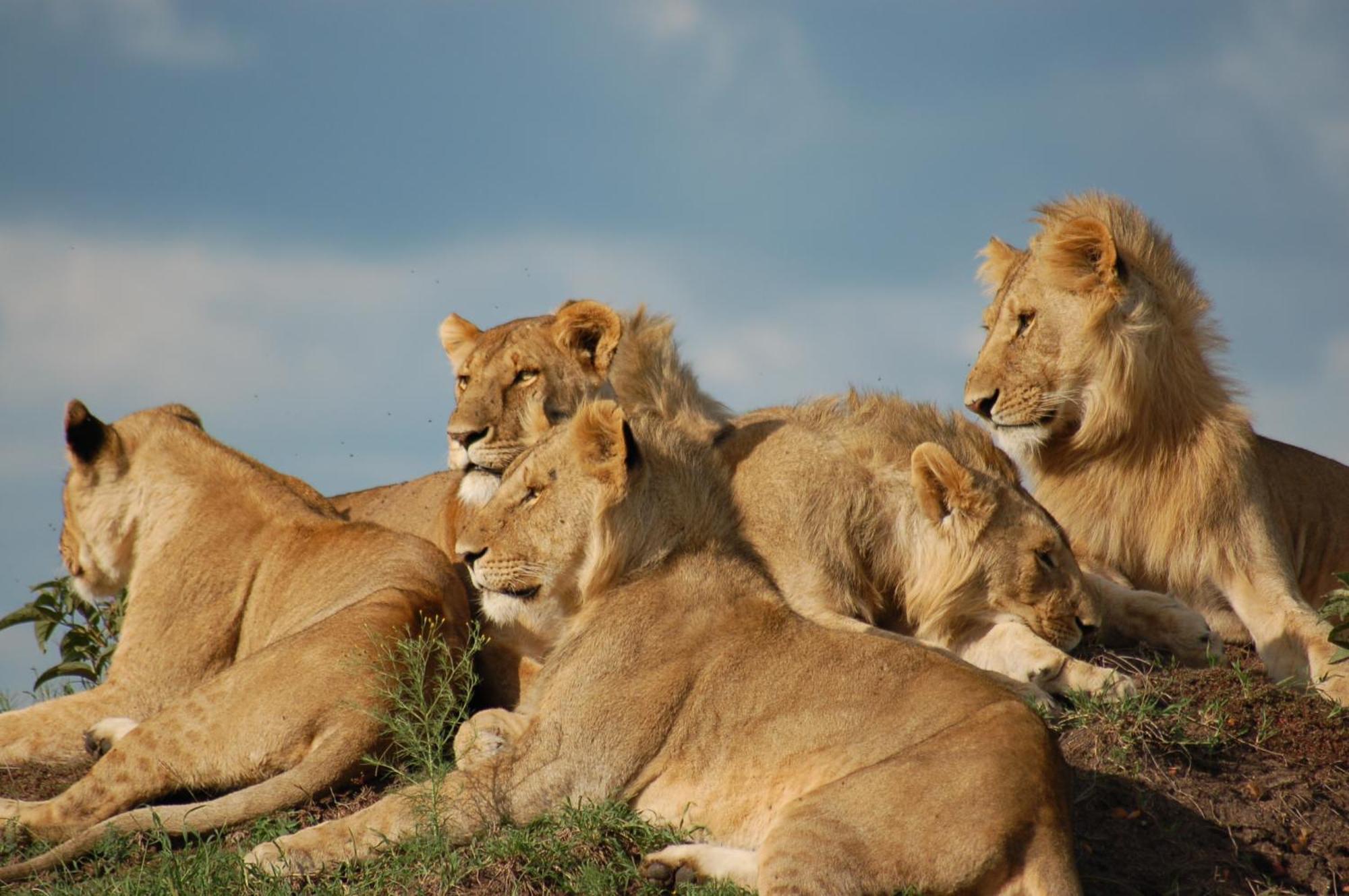 Mara Intrepids Tented Camp Talek Kültér fotó
