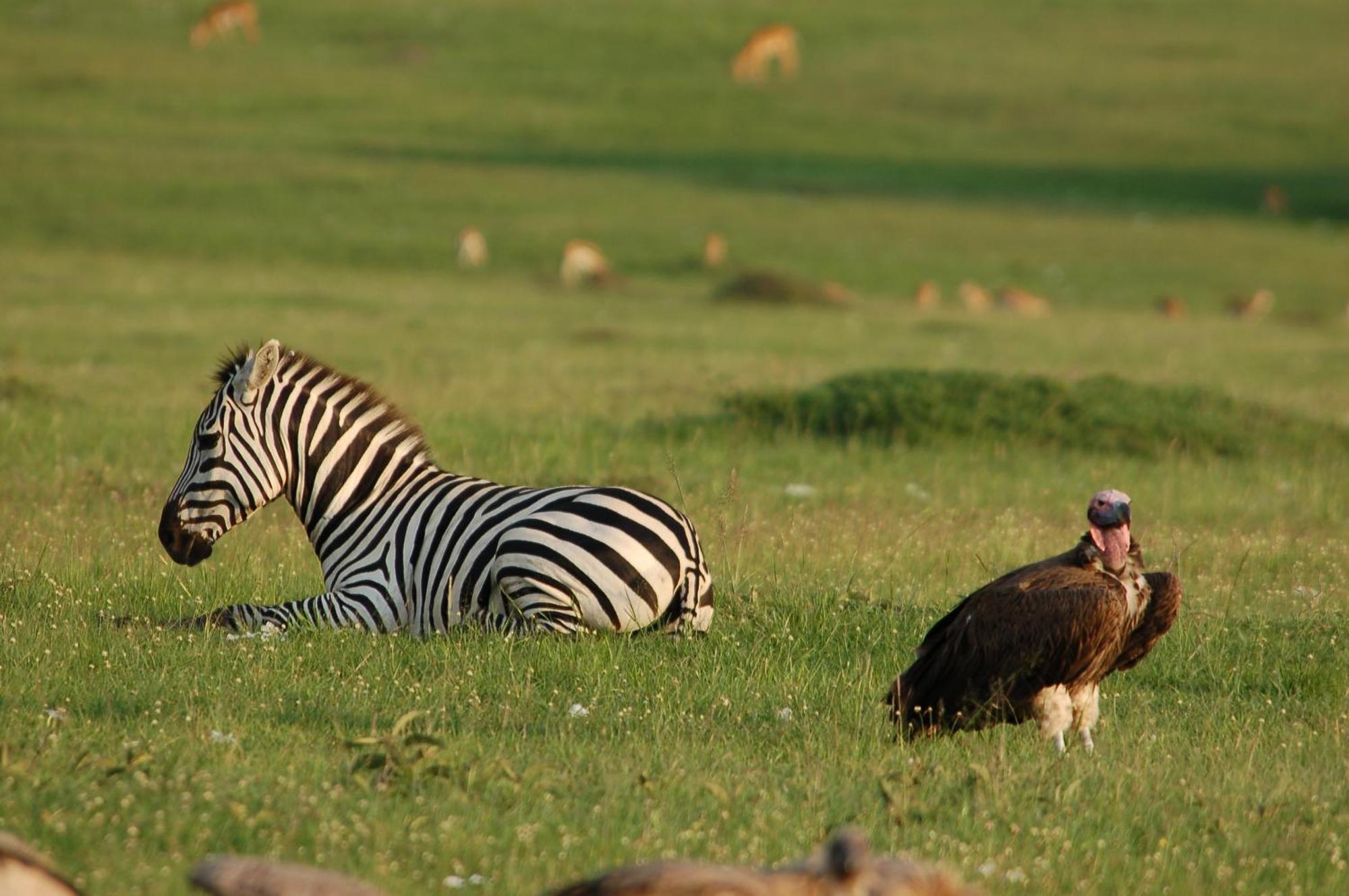 Mara Intrepids Tented Camp Talek Kültér fotó
